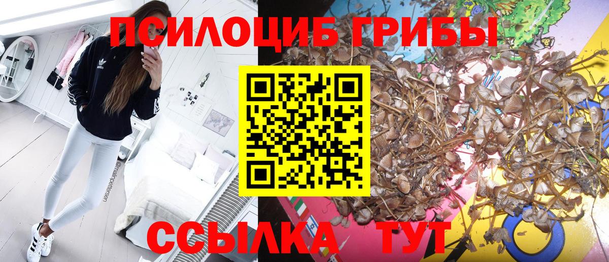 Котлас  Псилоцибиновые грибы прущие грибы  Вход с VPN 